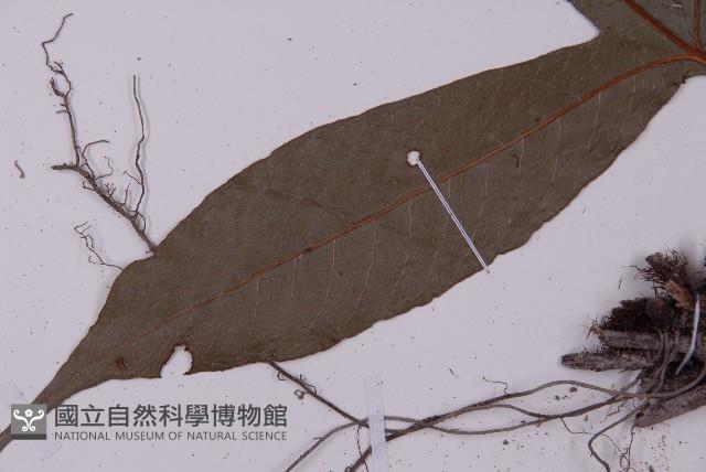 沙皮蕨藏品圖，第5張