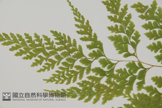 大膜蓋蕨藏品圖，第2張