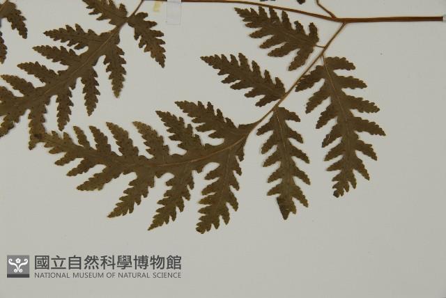 薄葉三叉蕨藏品圖，第5張