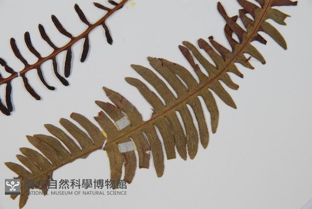 韓氏羅曼蕨藏品圖，第5張