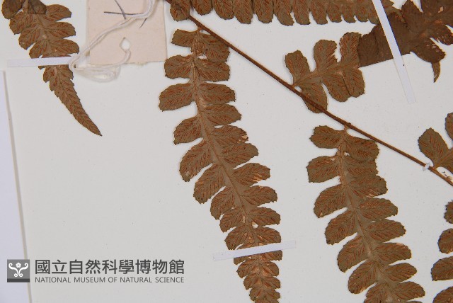 假蹄蓋蕨藏品圖，第5張