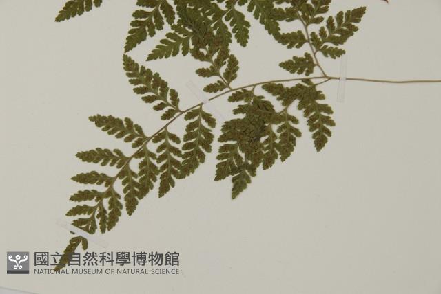 山東腫足蕨藏品圖，第8張