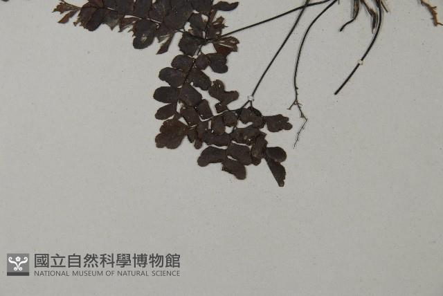 扇葉鐵線蕨藏品圖，第4張