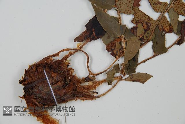 貫眾蕨藏品圖，第5張