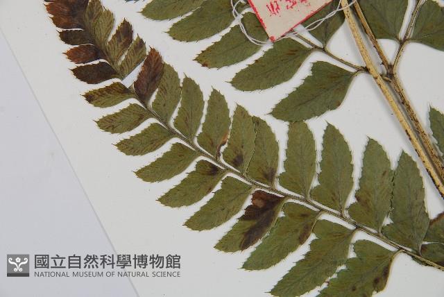尾形複葉耳蕨藏品圖，第5張