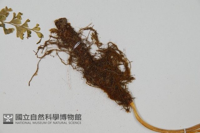 大膜蓋蕨藏品圖，第5張
