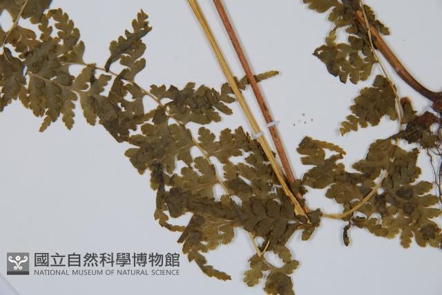 華南鱗蓋蕨藏品圖，第5張