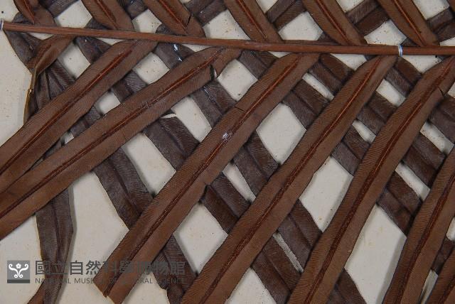 烏毛蕨藏品圖，第4張