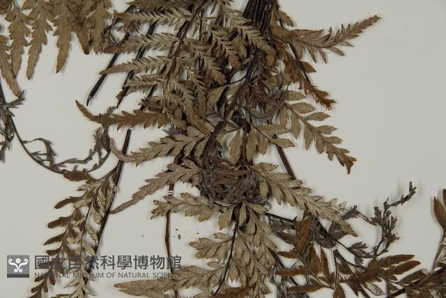 粉葉蕨藏品圖，第5張
