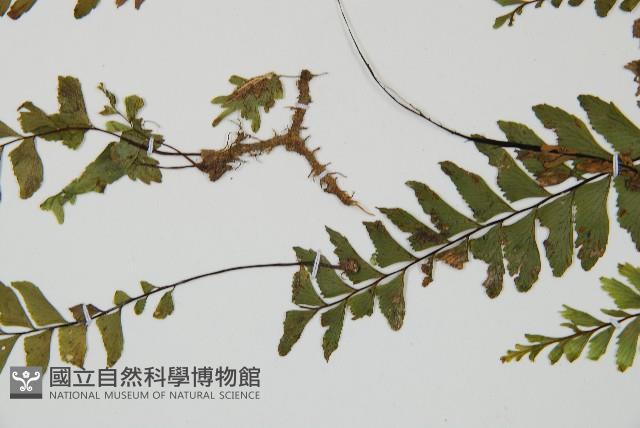 單邊鐵角蕨藏品圖，第5張