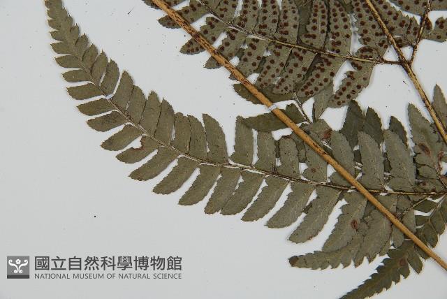 中華複葉耳蕨藏品圖，第8張