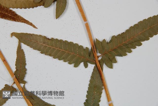 菜蕨藏品圖，第5張