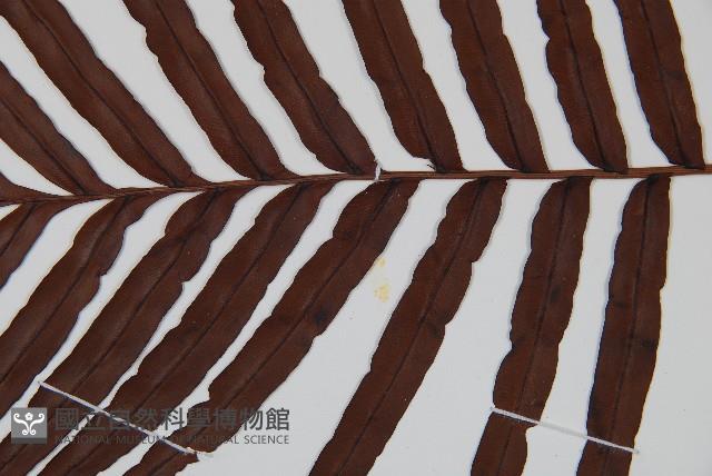 烏毛蕨藏品圖，第4張