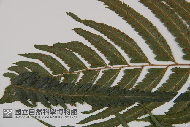 邊緣鱗蓋蕨藏品圖，第5張