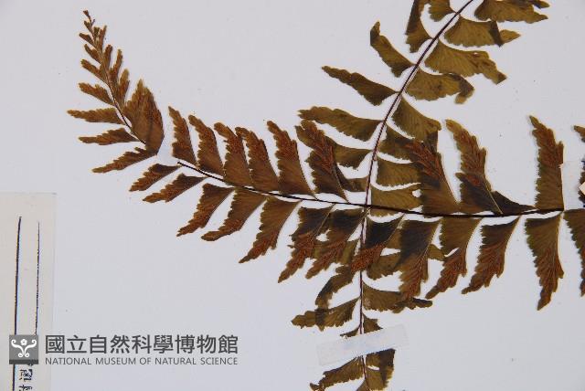 陰濕鐵角蕨藏品圖，第5張