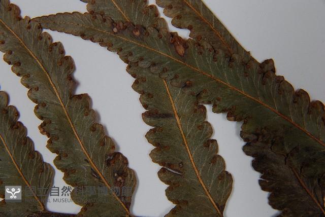 虎克氏鱗蓋蕨藏品圖，第5張