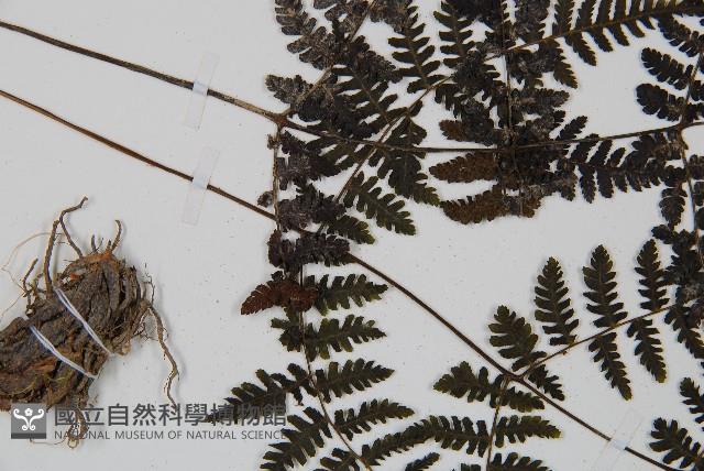 大葉貞蕨藏品圖，第3張