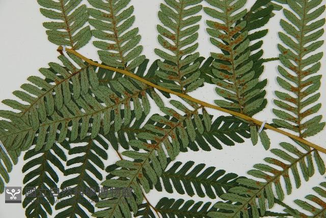 蘭嶼筆筒樹、蘭嶼桫欏藏品圖，第8張