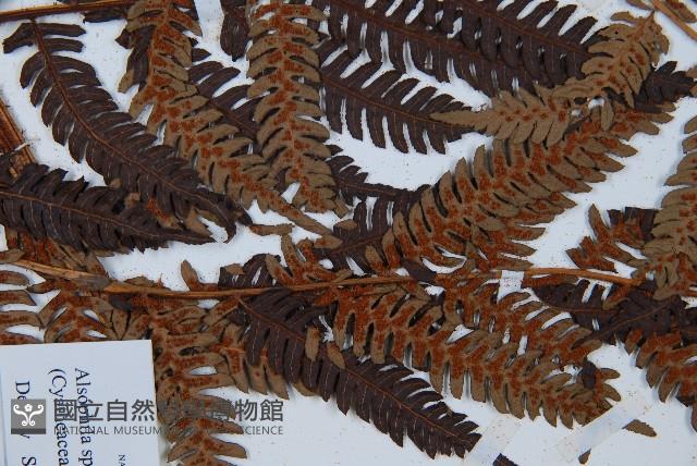 臺灣桫欏藏品圖，第5張