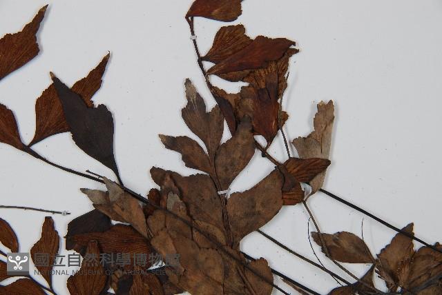 石生鐵角蕨藏品圖，第5張