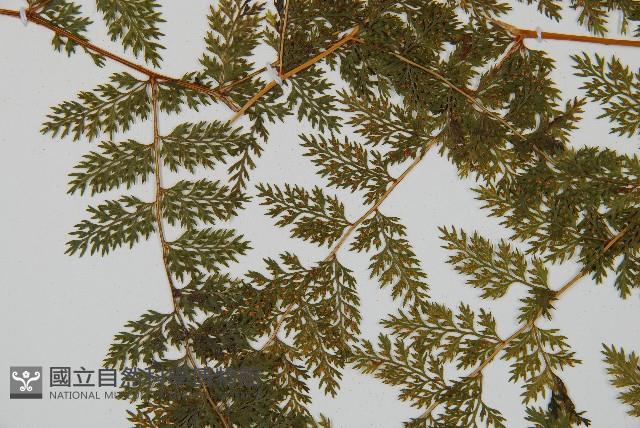 台灣小膜蓋蕨藏品圖，第5張