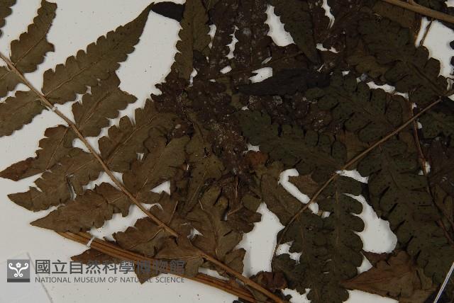 登錄號:P008484藏品圖，第5張