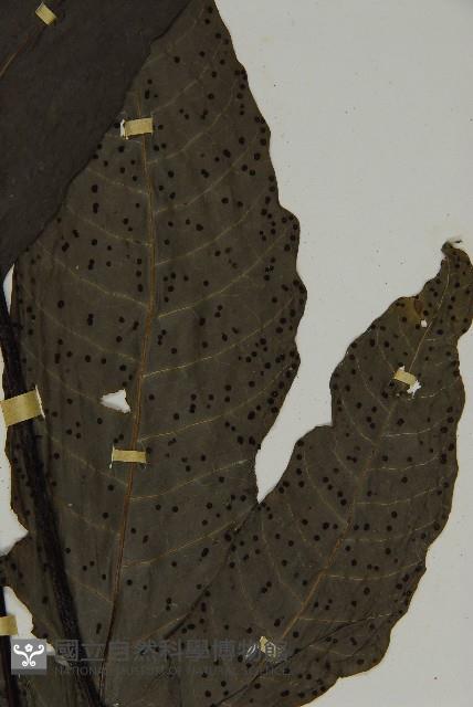 燕尾三叉蕨藏品圖，第5張