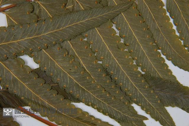 邊緣鱗蓋蕨藏品圖，第5張