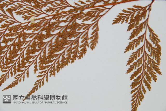 海州骨碎補藏品圖，第5張