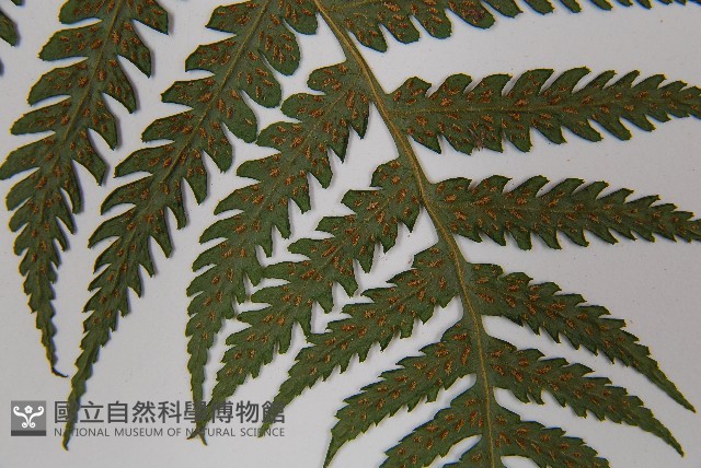 東洋蹄蓋蕨藏品圖，第5張