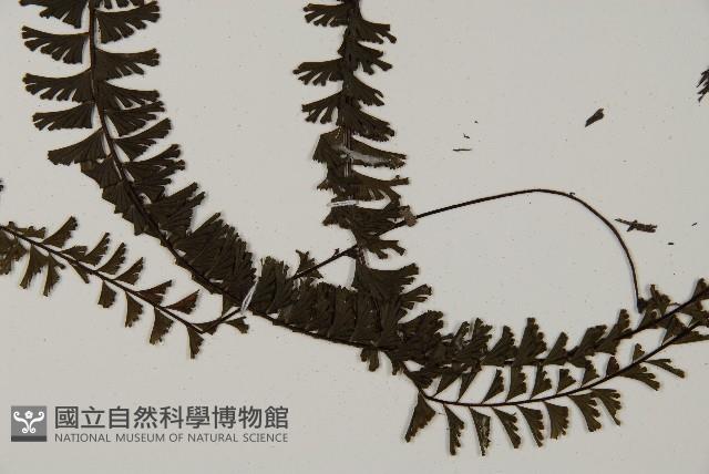 鞭葉鐵線蕨藏品圖，第5張