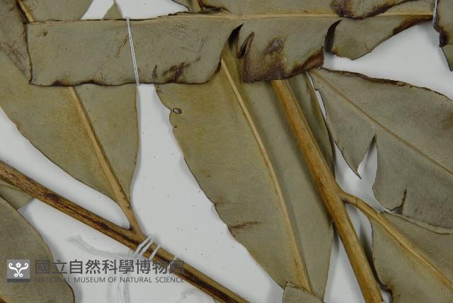 鹵蕨藏品圖，第5張