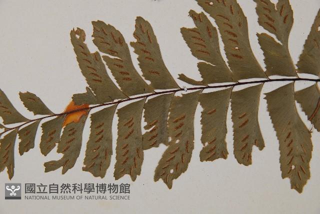單邊鐵角蕨藏品圖，第5張