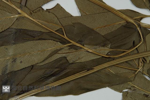 日本鳳丫蕨藏品圖，第5張