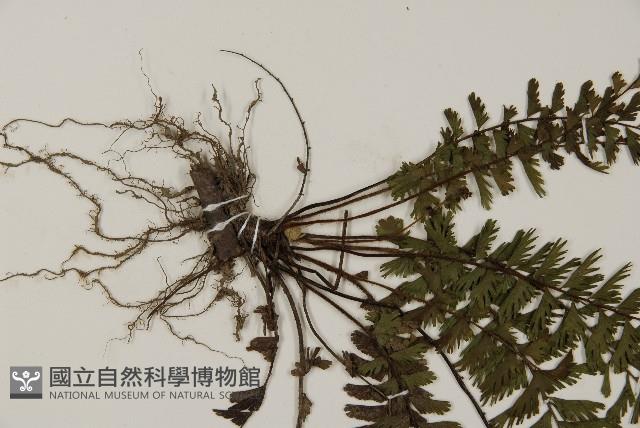 鞭葉鐵線蕨藏品圖，第5張