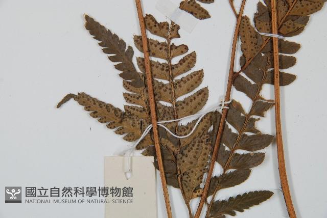 中華複葉耳蕨藏品圖，第5張