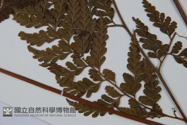 粗毛鱗蓋蕨藏品圖，第5張