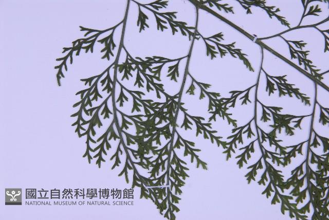 尖葉鐵角蕨藏品圖，第5張