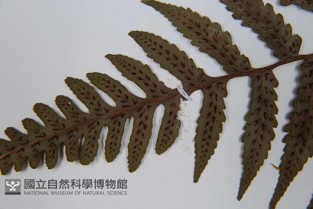 黑葉貞蕨藏品圖，第5張