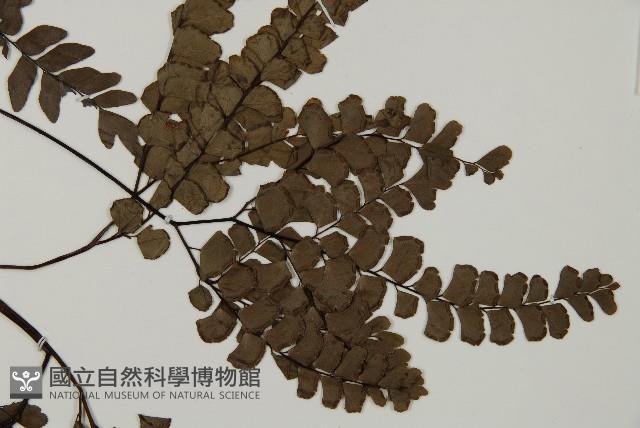 扇葉鐵線蕨藏品圖，第4張