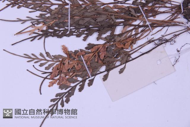 長生鐵角蕨藏品圖，第5張