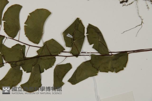 半月形鐵線蕨藏品圖，第4張