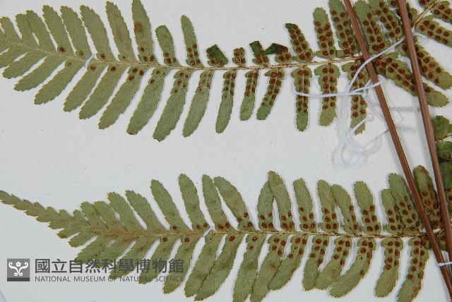 登錄號:P011129藏品圖，第5張