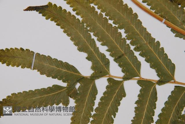 邊緣鱗蓋蕨藏品圖，第5張