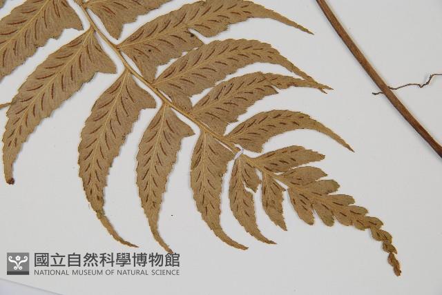 鋸齒雙蓋蕨、線葉雙蓋蕨、刺鱗雙蓋蕨藏品圖，第5張