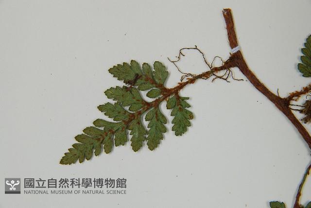 陰石蕨藏品圖，第5張