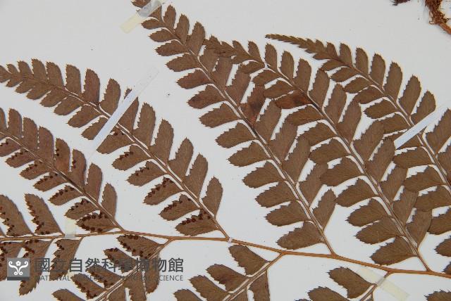 斜方複葉耳蕨藏品圖，第4張