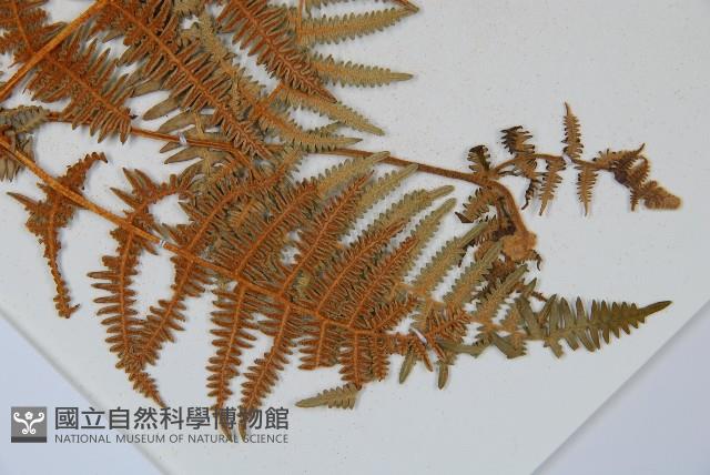 蕨藏品圖，第8張