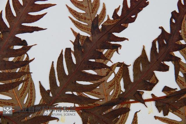 生芽狗脊蕨、頂芽狗脊蕨藏品圖，第5張