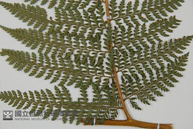 司氏碗蕨藏品圖，第8張